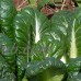 Tatsoi Mustard Seeds: 1 Lb - Bulk, Tat Soi Microgreens & Herb Garden Seeds - Grow Micro Greens   565498600